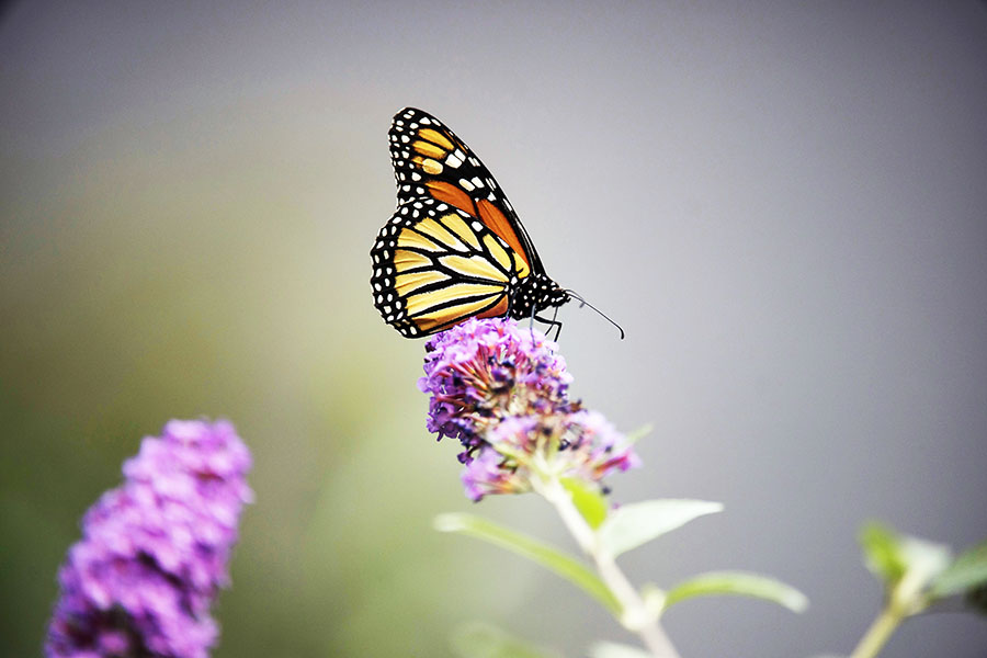 Monarch butterflies on endangered list of leading wildlife monitor