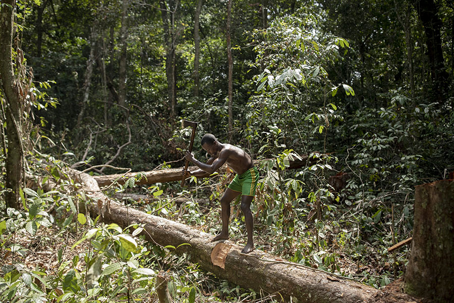 How demand for twigs is bringing down a rainforest