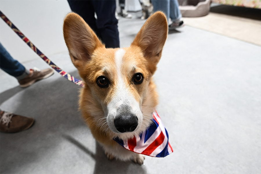 Cuddles with corgis to celebrate the queen's favourite dogs