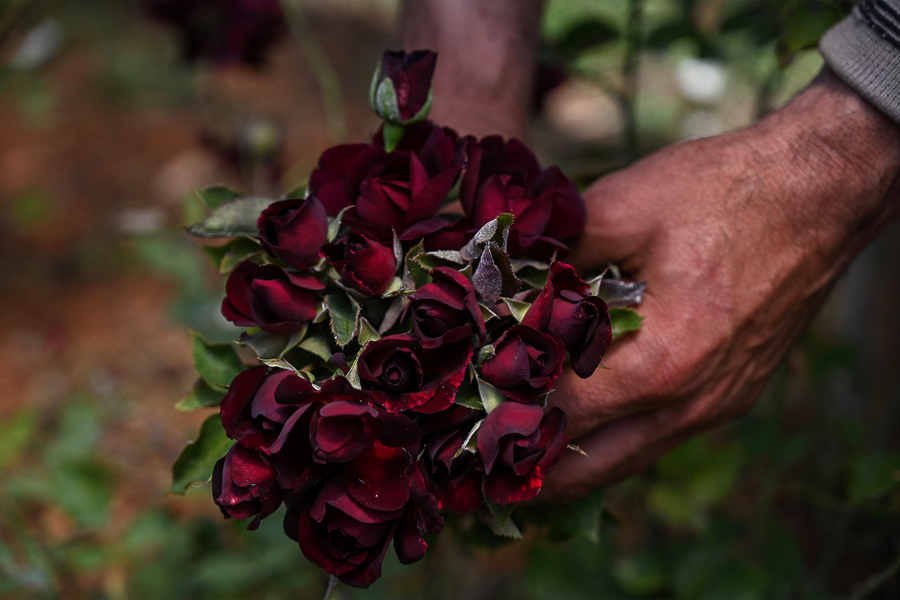 Turkey's black rose producers chase the sweet smell of success