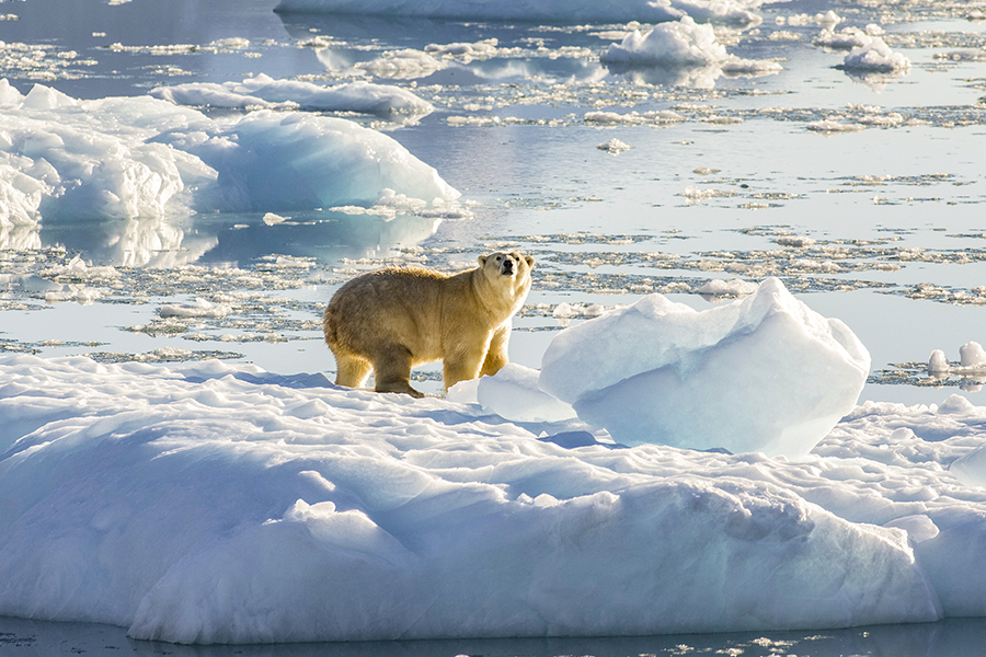 These polar bears can survive with less sea ice