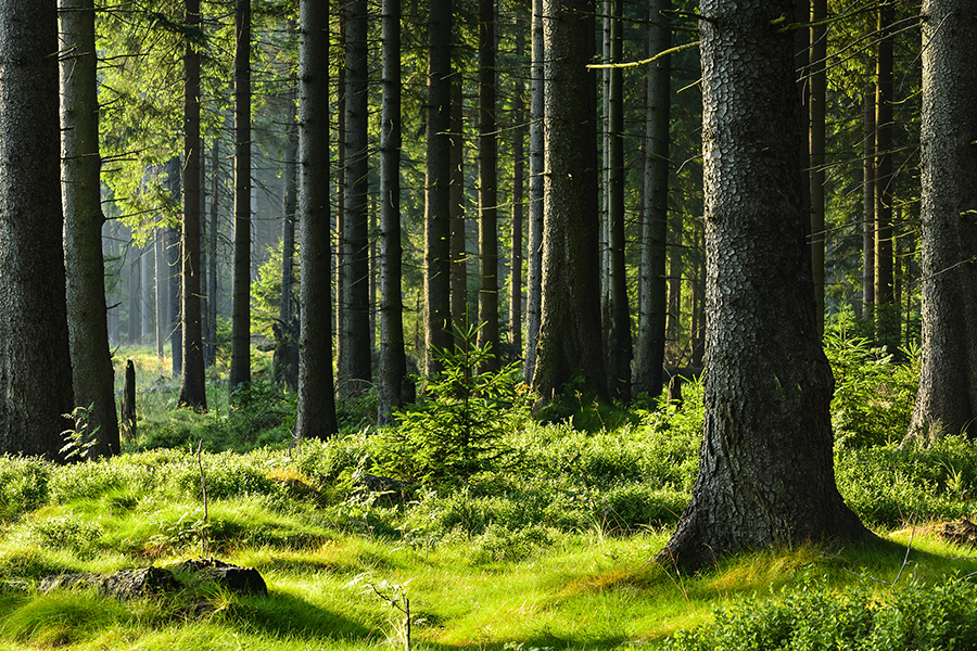 Forest soils around the world absorb even more CO2 than trees
