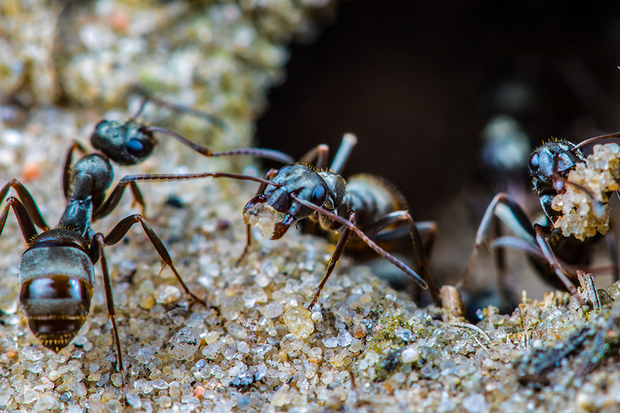 Could we one day use ants to help detect cancer?
