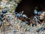 Could we one day use ants to help detect cancer?