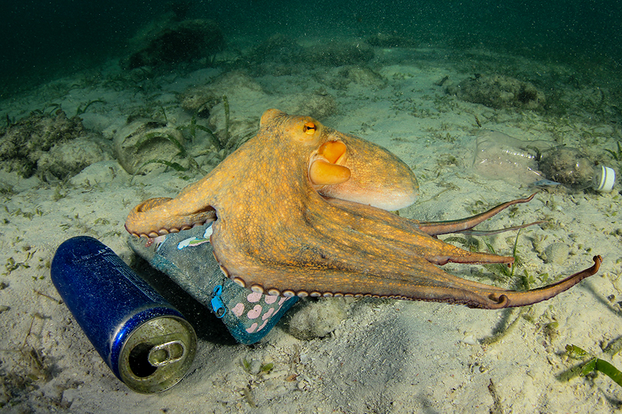 Octopuses are taking refuge in plastic waste
