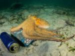 Octopuses are taking refuge in plastic waste
