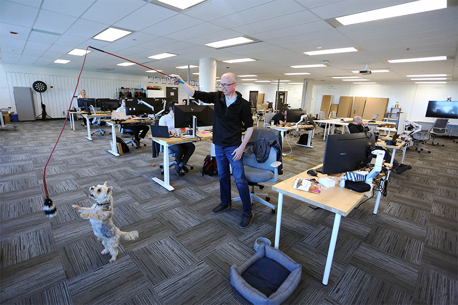 Bring your dogs to work, Canadian offices say as work from home ends