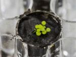 Scientists successfully grow plants in soil from the Moon