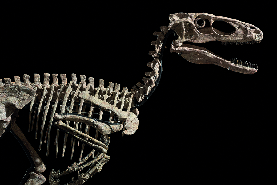 Not a Matisse or a Warhol: Dinosaur skeleton sells for .4 million at Christie's