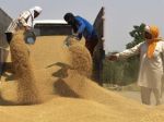 India's wheat exports ban adding to global food insecurity