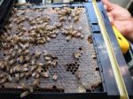 Robot hives in Israel keep bees buzzing