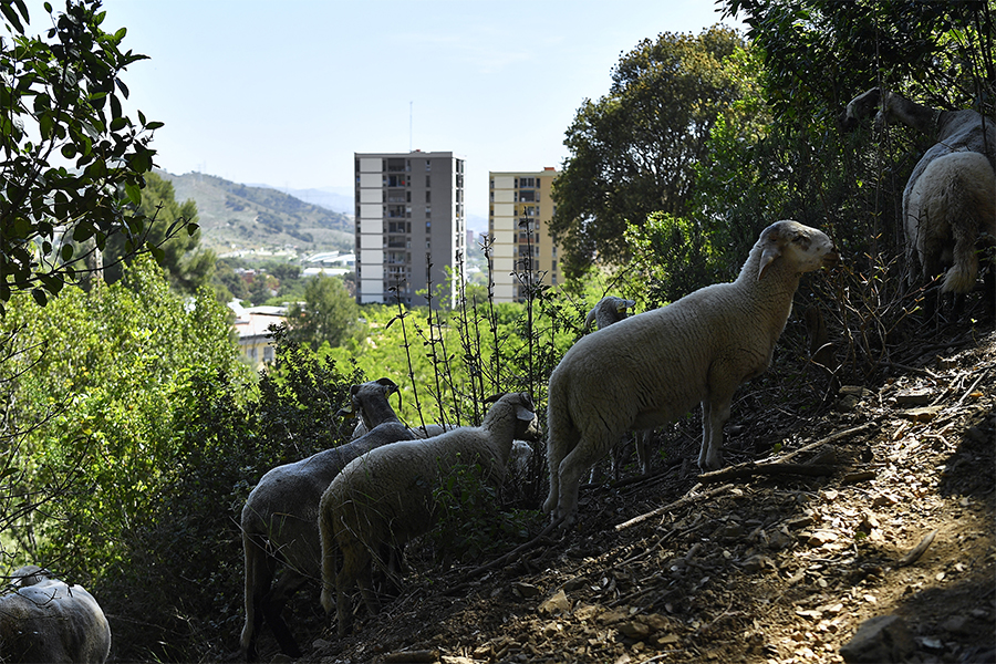 Barcelona recruits sheep and goats to fight wildfires