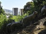 Barcelona recruits sheep and goats to fight wildfires