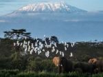 Yellowstone, Kilimanjaro glaciers among those set to vanish by 2050: UNESCO