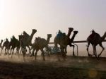 Qatar's robo-jockey camel races hope to draw FIFA World Cup crowd