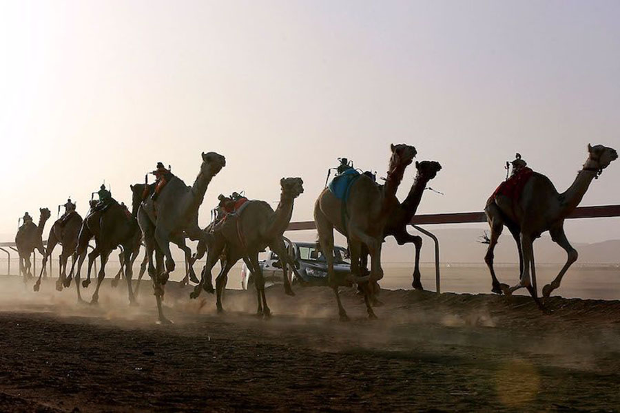 Qatar's robo-jockey camel races hope to draw FIFA World Cup crowd