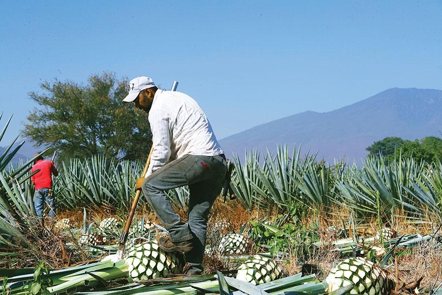 Why a tequila shortage could be in the making
