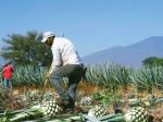 Why a tequila shortage could be in the making