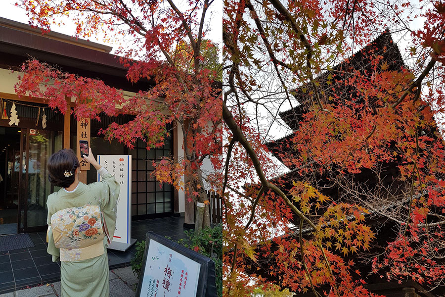 Momijigari: Japanese tradition of leaf hunting