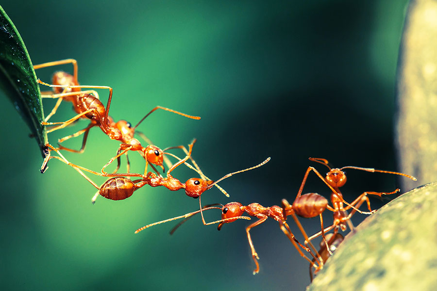 How many ants are on Earth? 20 quadrillion, study says