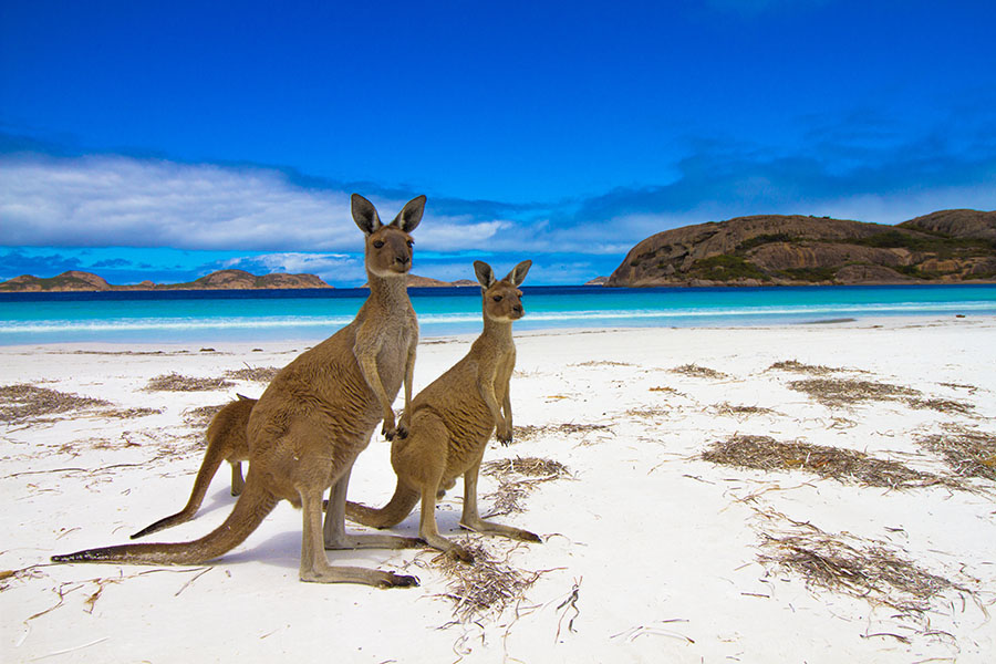 Top 5 of the world's best beaches in 2023: From Lucky Bay Down Under to Cook Islands
