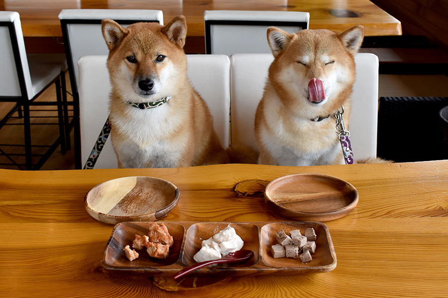 Best Dog Food for Shiba Inu: A Nutritional Powerhouse