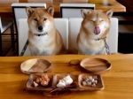 Bone Appetit: Now canine cafes and restaurants are catering for doggie diners