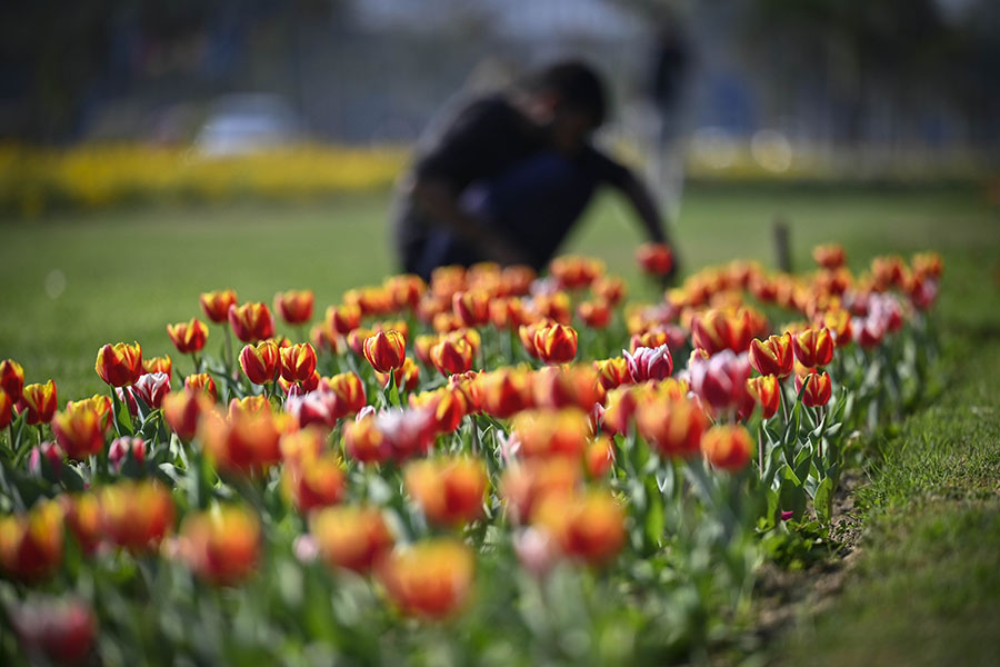Photo of the day: Blooms for G20