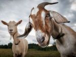 US environmentalists call in the goats—the OG landscaping squad