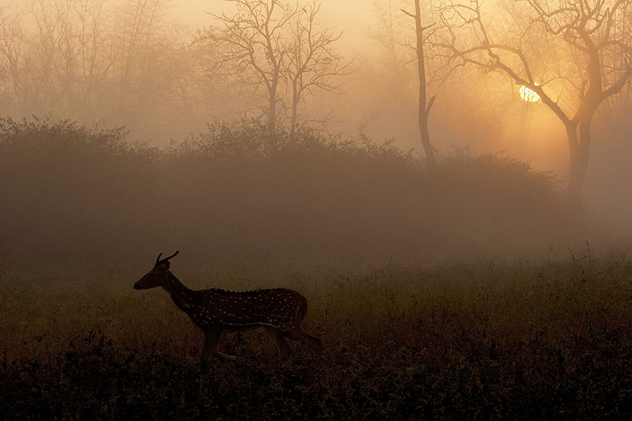 World Nature Conservation Day 2023: Mesmerising photographs appeal to protect