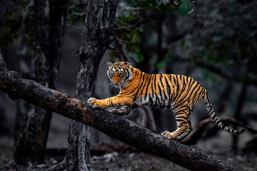 International Tiger Day 2023: Witness the fierce beauty of the jungle cat