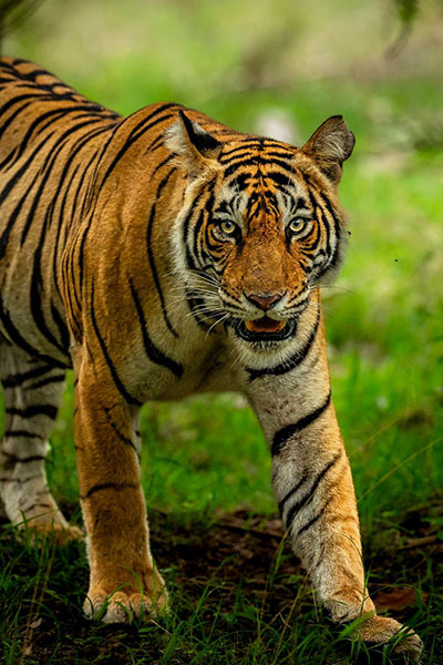 International Tiger Day 2023: Witness the fierce beauty of the jungle cat