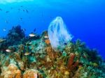 Rise in ocean plastic pollution 'unprecedented' since 2005