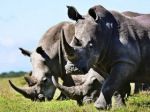 AI could have a role to play in the fight against poaching