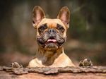 French Bulldogs topple Labradors as most popular US breed