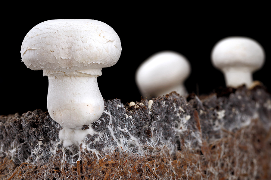 Plastic-eating fungi found in Chinese coastal salt marshes