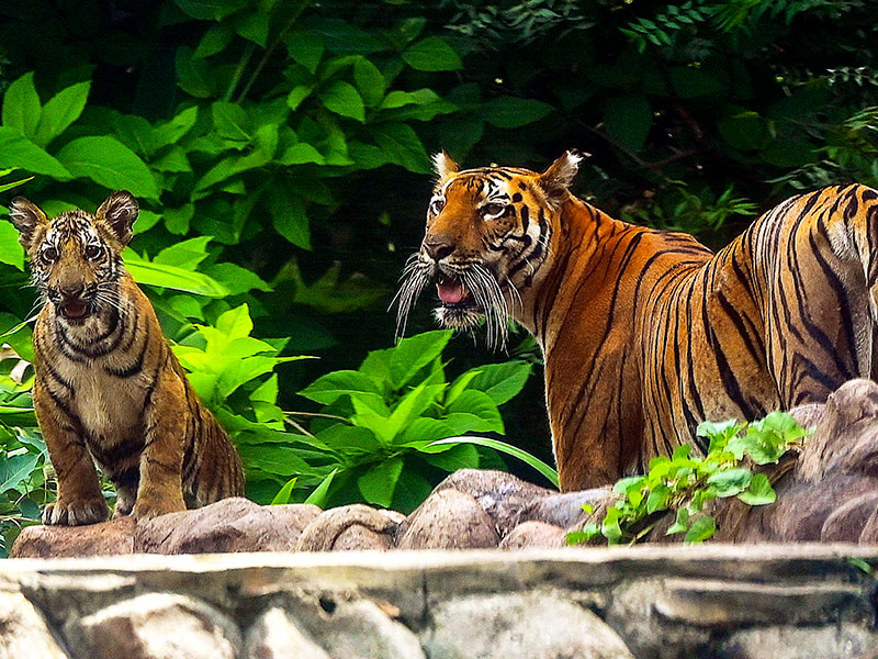 bengal tigress and cub