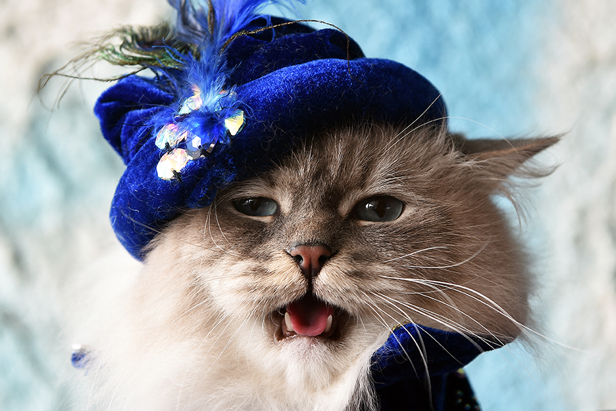 Decoding the expressions of inscrutable cats