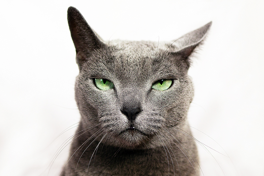 Decoding the expressions of inscrutable cats