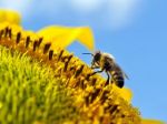 How pollution from cars is making it harder for bees to find flowers