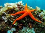 Global warming could benefit coral-eating starfish