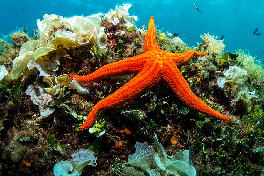 Global warming could benefit coral-eating starfish