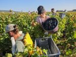 Bumper harvest calms fears of Burgundy wine bubble