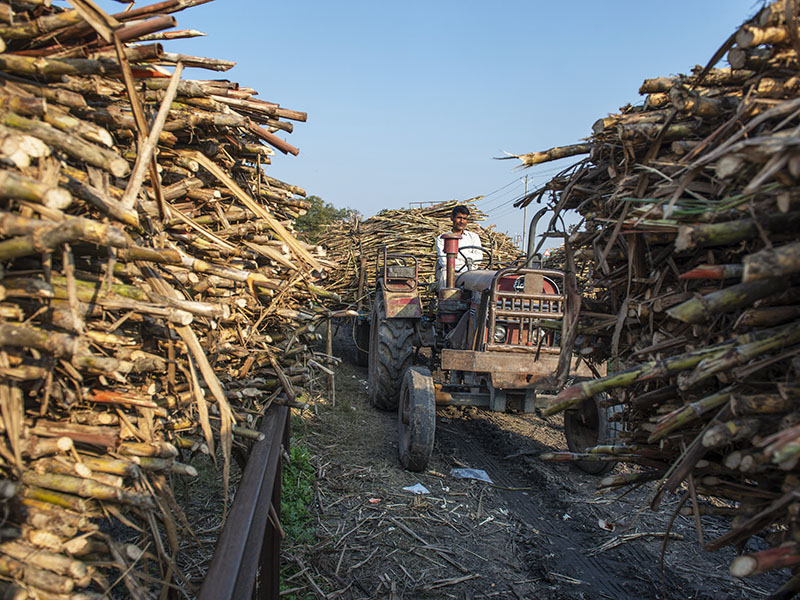 sugarcanes