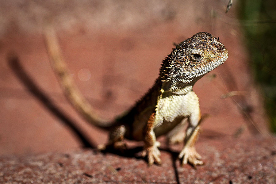 Australia battles to save last 11 wild 'earless dragons'