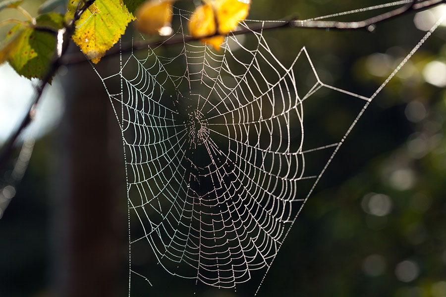 How spider webs could help scientists keep track of wildlife
