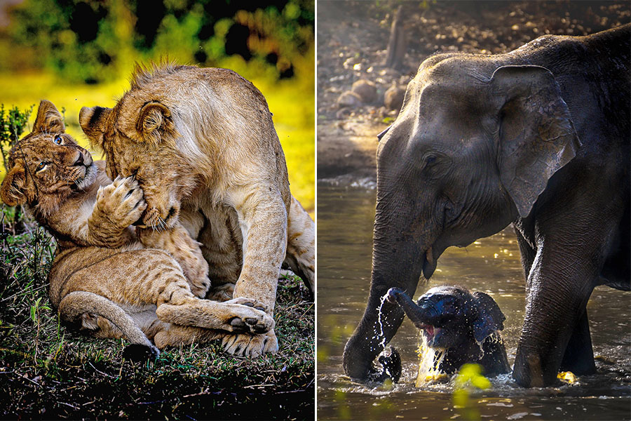 World Wildlife Day: All the creatures, tender and powerful