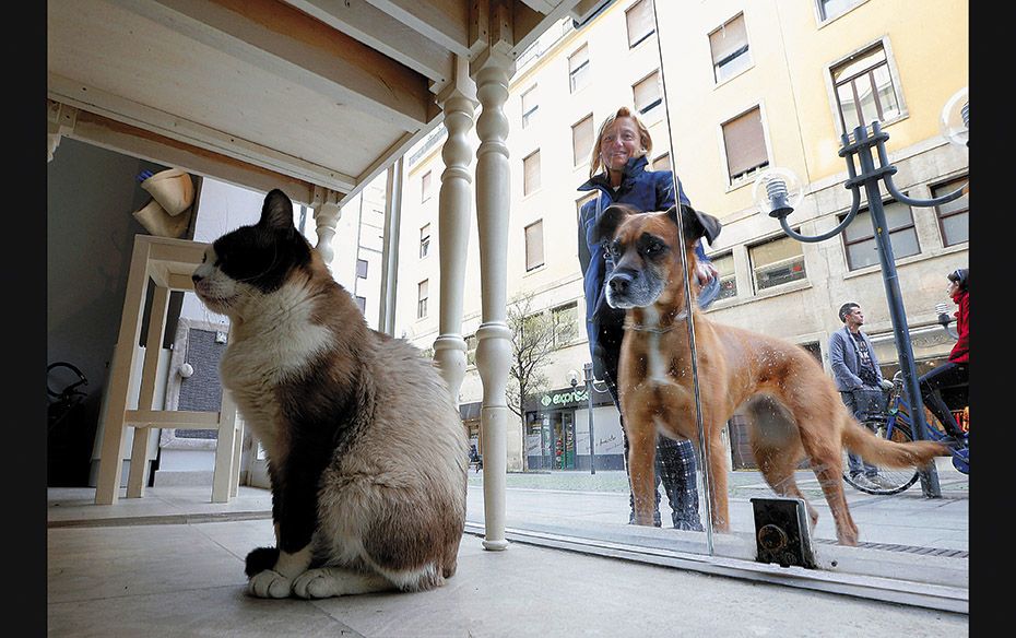 The rise of cat cafes