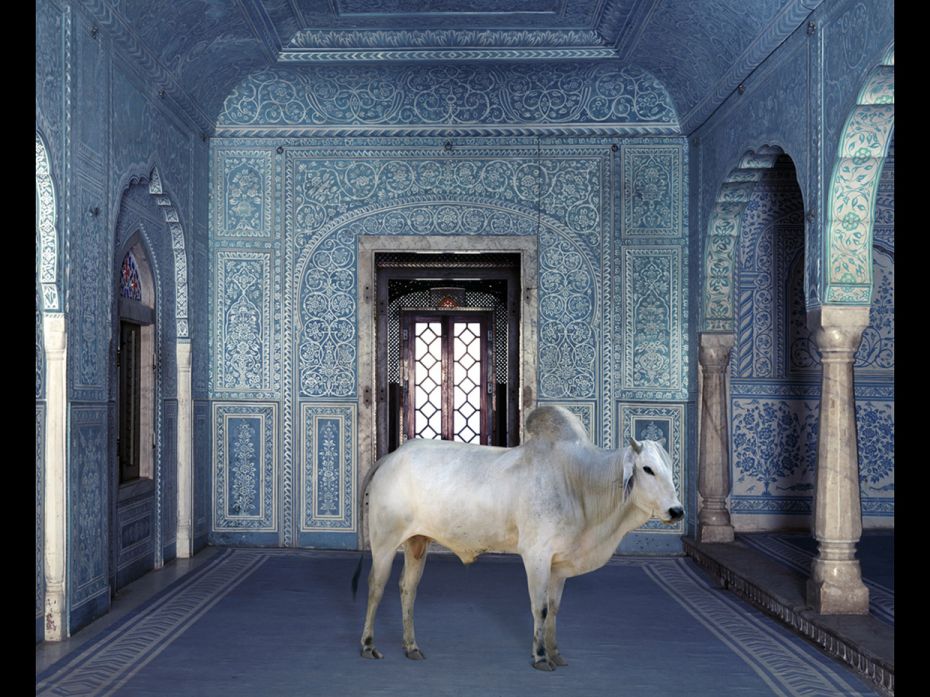 Karen Knorr captures the animal kingdom across India's iconic sites