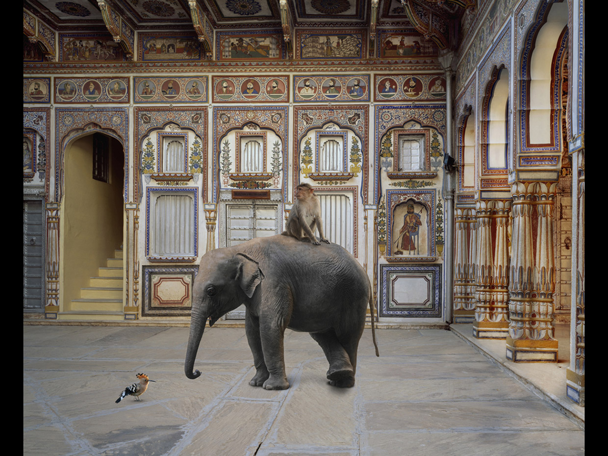 Karen Knorr captures the animal kingdom across India's iconic sites